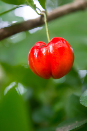Fresh cherry on the cherry's treeの写真素材