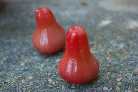 Rose-apple