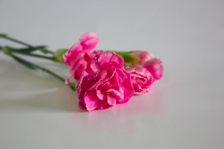 Beautiful carnation flowerの写真素材