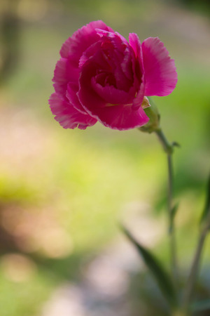Pink carnation in naturalの写真素材