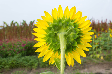 The back of sunflower in nature gardenの写真素材