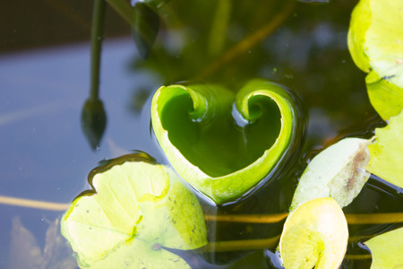 Water lily leaf, heart shape of leafの写真素材
