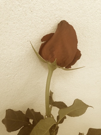 One red rose with vintage styleの素材