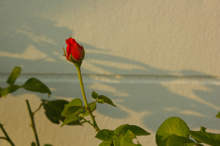 Red rose with green leaf in eveningの写真素材