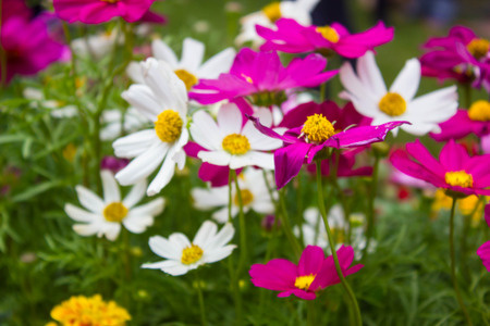 Cosmos flower, colorful flowersの写真素材
