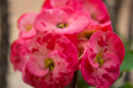 Crown of throns flower,Euphorbia milli Desmoul, Euphorbiaceae, pink flowerの写真素材