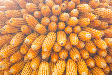 Detail of dried corn, dried corn backgroundの写真素材