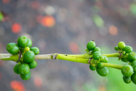 Coffee tree with coffee bean, green plant backgroundの写真素材