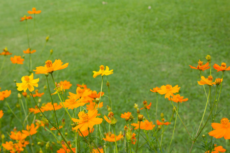 Closeup cosmos flower, beautiful yellow flowerの写真素材