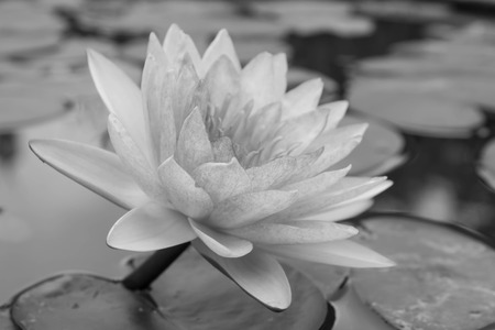 Closeup of waterlily in a pond, black and white lotusの写真素材