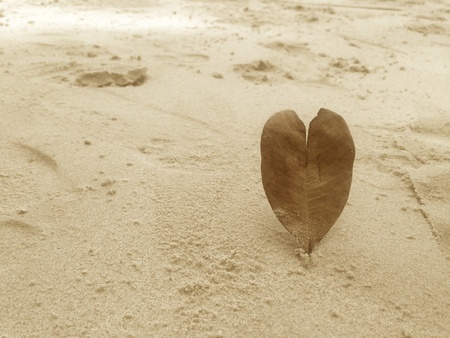 Heart shape dry leaf on the beachの素材