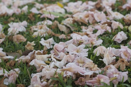 Pink trumpet on grassの写真素材