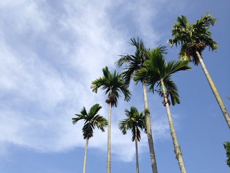 Palm tree with blue sky