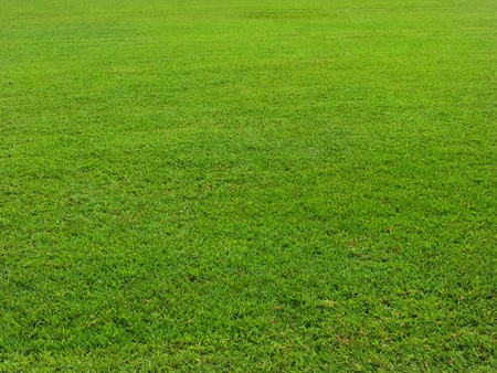 Nature green grass