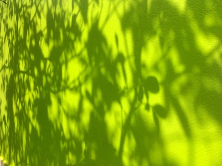 Shadow from tree