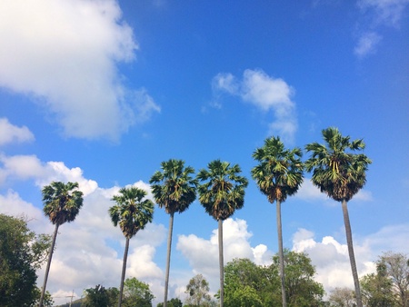 Palm tree on the beachの素材