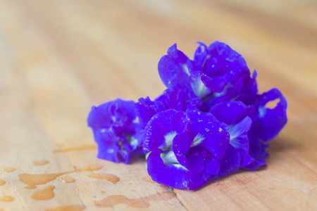 butterfly pea flowerの写真素材