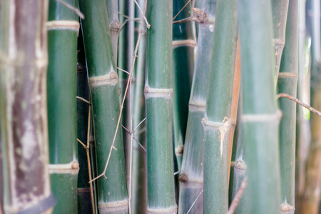 bamboo tree , close up of bamboo tree in countryside Thailandの写真素材