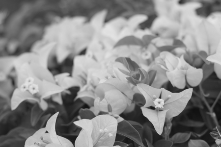 Bougainvillea glabra Choisy in black and white skyの写真素材