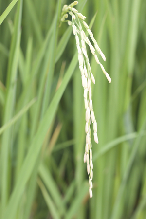Closeup rice plantの写真素材