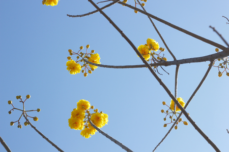 yellow cotton tree, yellow flower and blue skyの写真素材