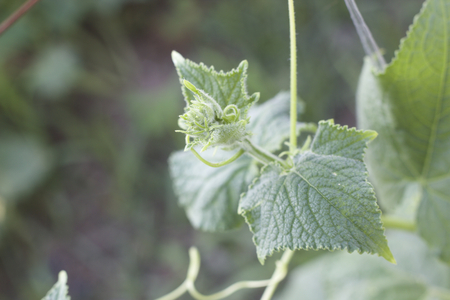 Baby cucumber tree, fresh vegetableの写真素材