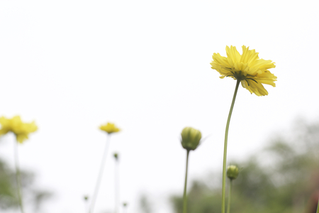 Yellow cosmos backgroundの写真素材
