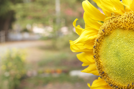Closeup of sunflowerの写真素材