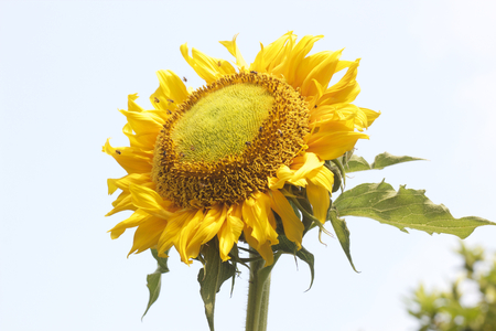 Sunflowerの写真素材