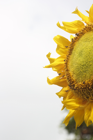 Beauty Sunflowerの写真素材