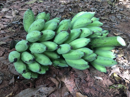 Organic banana grown in Asiaの素材