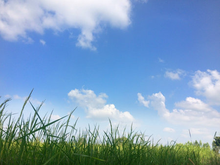 Beautiful nature with blue skyの素材