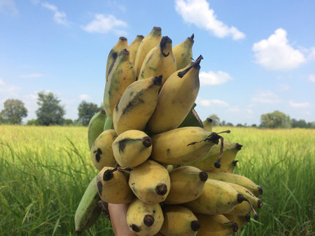 Organic banana in farmer hand with green backgroundの素材