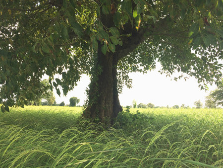 Big tree and the rice fieldの素材