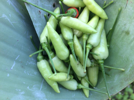 Small chilli and banana leaveの素材