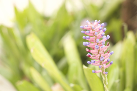 Beauty pink and violet flowerの写真素材