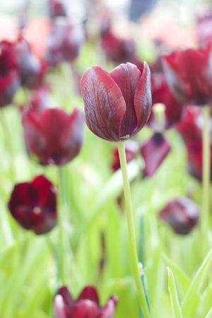 Black tulip, beautiful tulipの写真素材