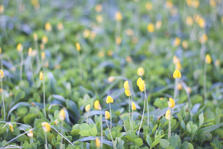 Grass cover in natureの写真素材