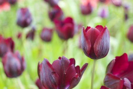 Black tulip, closeup of tulipsの写真素材