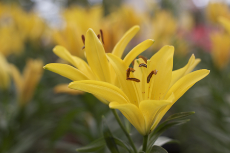 Yellow lily in natural background, fresh flowerの写真素材