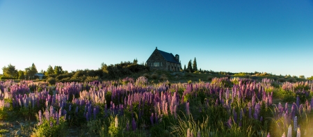 Lake Tekapo  South Island, New Zealandの写真素材