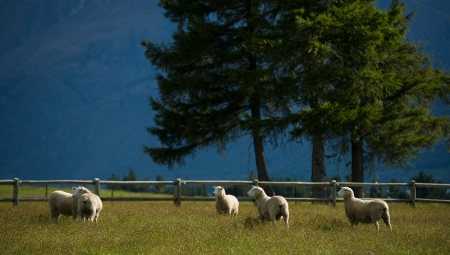 Sheeps in farm at New Zealandの写真素材
