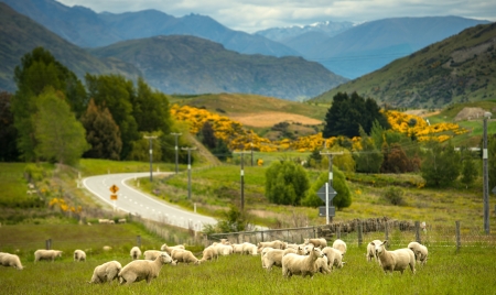 Sheeps in farm at New Zealandの写真素材