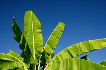 Banana tree on blue sky background の写真素材