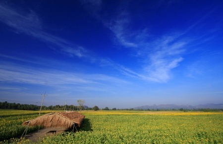 sunflowers field with Blue sky, Thailandの写真素材