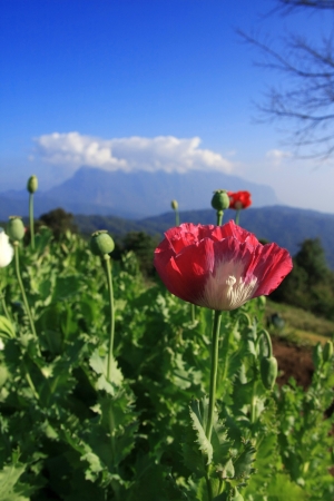 Opium poppy  の写真素材