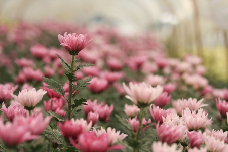 chrysanthemum flowers garden, Thailand の写真素材