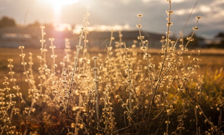 Wild flowers in sunset 