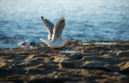 Flying seagullの写真素材