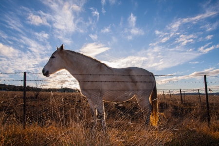Horse with sunset in country side の写真素材
